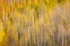 USA, Utah. Wasatch Mountains blur of Aspen in fall color along Highway 39 Art Print